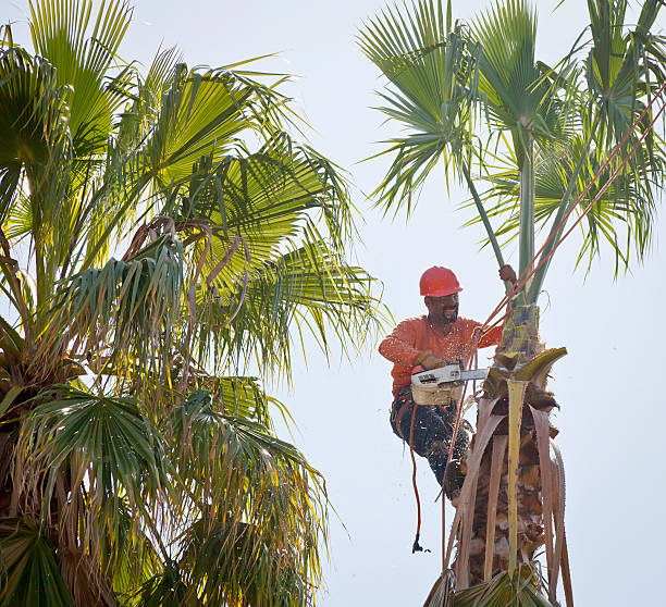 The Steps Involved in Our Tree Care Process in Mountville, PA